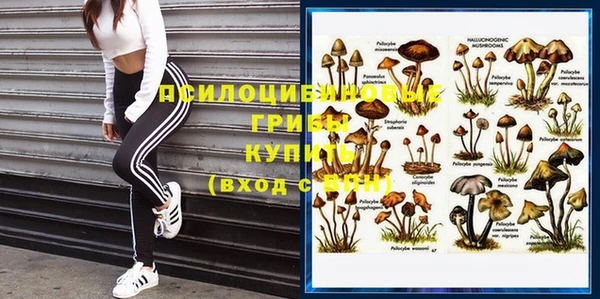 сатива Гусев
